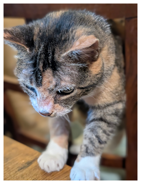 calico cat with green eyes and white markings is halfway through the rungs of a wooden chair with paws on the desk next to it. she is looking down at the desk. I have photographed her mid-maneuver. 