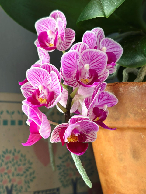 Closeup of a cluster of moth orchid flowers, so many lovely flowers! Each flower's upper petals are white-edged pink with branched veins of fuchsia, while the lower petal is solid fuchsia becoming fuchsia-spotted white and golden in the center. Each blossom has a white column projecting from the center. In the background are a silvery green aerial root extending below the cluster, dark green leaves, a terracotta pot, and blue and white and pink tree and heart-patterned wallpaper.