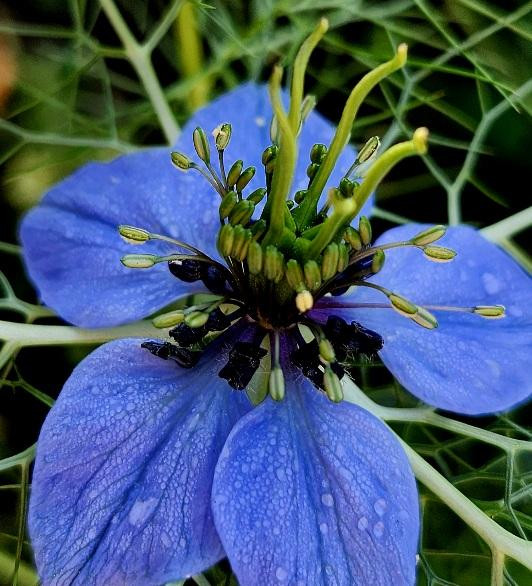 Macro view of a single Love-in-a-mist blossom, it's five intensely blue petals flung wide open. The anthers are just being to show yellow pollen at the end of tiny filaments that arc gracefully towards the flower petals, while the lime green pistols stand tall at the center. 