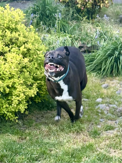 A pit bull mix makes a very silly face with his mouth wide open as he runs around some shrubbery.