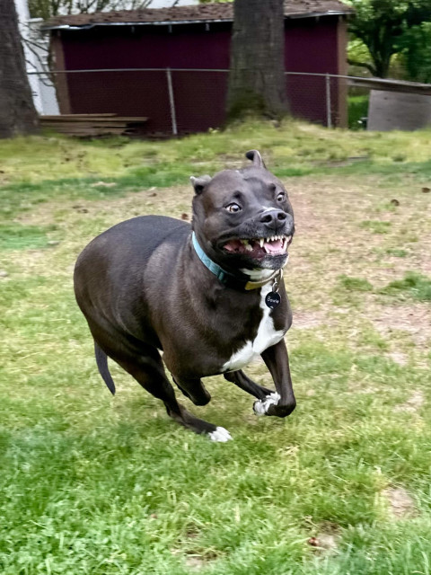 Another example of this dog making a silly rubbery face while he runs around the yard.