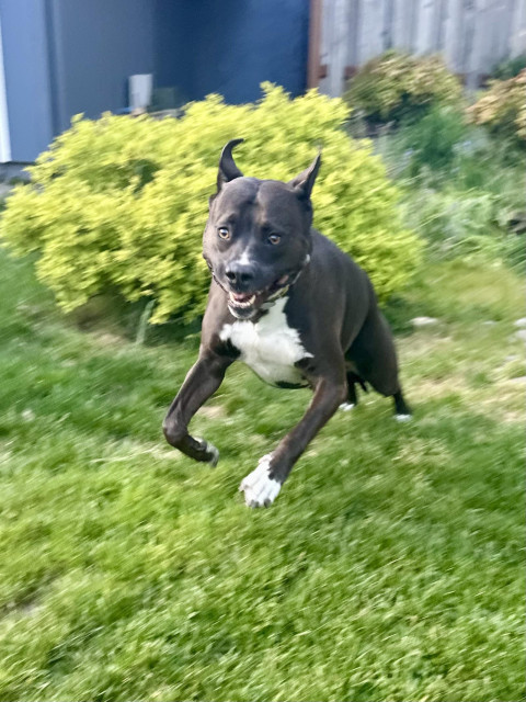 The pit bull leaps as he runs, with a face that’s more sweet than silly this time.