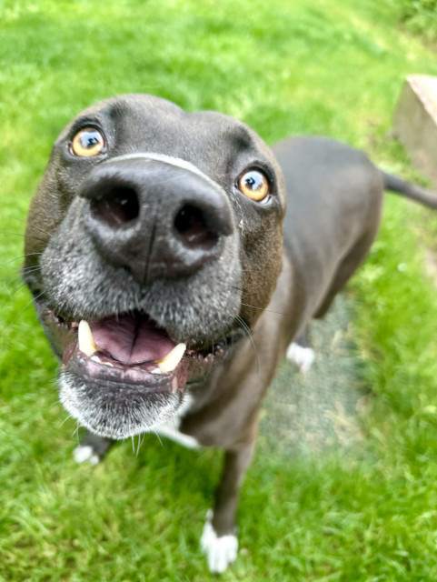 Close up of the front of his happy face as he looks deeply and directly into the camera (at me).