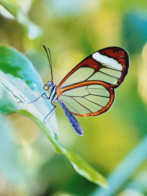 Glasswing butterfly in the key west butterfly house, florida