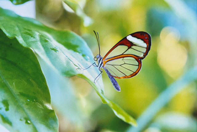 Glasswing butterfly in the key west butterfly house, florida