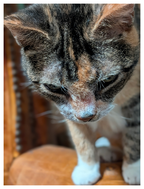 close up of a calico cat with green eyes and white markings, front paws on the arm of a brown leather-ish soda, looking down. 