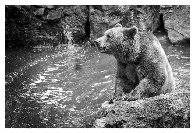 This is a black and white photograph of a large brown bear sitting in shallow water. The bear is positioned on the right side of the image, sitting upright on a big, rough-textured rock that emerges from the water. Its body faces mostly toward the camera, but its head is turned in profile to the left, looking off into the distance. The bear has thick, shaggy fur, small rounded ears, and a long snout. Its front paws rest on the rock in front of it, with visible claws. The water surrounding the rock is dark and shows gentle ripples and bright sparkling reflections on the surface. In the background on the upper left, a small waterfall cascades down a tall, dark rock wall. The entire environment consists of large, rugged rocks that form what appears to be an enclosure or rocky pool. The overall mood of the image is calm, dignified, and slightly dramatic due to the strong contrast of the black and white tones. The lighting highlights the bear’s head, shoulders, and back, while the water creates bright, shimmering highlights against the darker rocks. The photo has a documentary, naturalistic feel, capturing a quiet moment of the bear observing its surroundings.