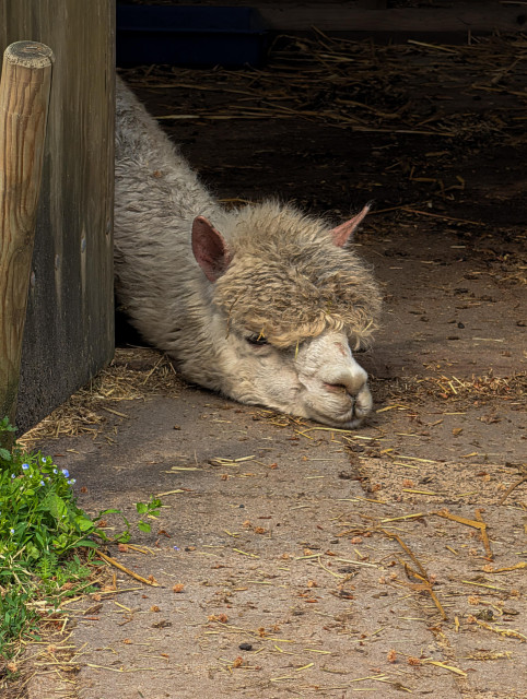 A charming, close-up view of an alpaca resting comfortably on the ground. The animal's head and neck are the focal point, emerging from the shadows of a wooden structure.

The alpaca appears very relaxed, with its chin resting directly on the dirt and hay-covered ground. Its eyes are partially closed, giving it a peaceful, sleepy, or "zen" expression. 

This particular alpaca has gone full "couch potato" by resting its neck and head all the way down.