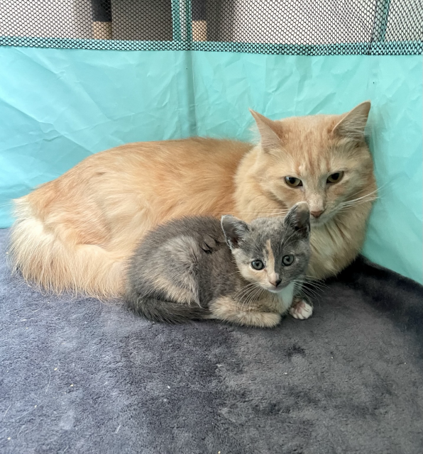 A big fluffy orange cat with a small dilute calico kitten
