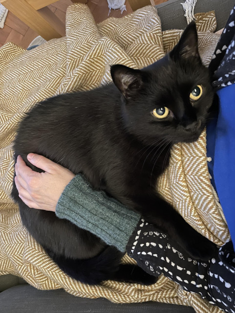 Pepe the black cat lying on his human‘s lap and a blanket, looking up with sparkling yellow eyes. A hand is wrapped around him.