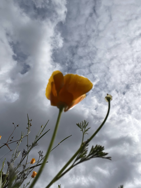From ground level looking up theough California poppies to cloudy sky on windy day