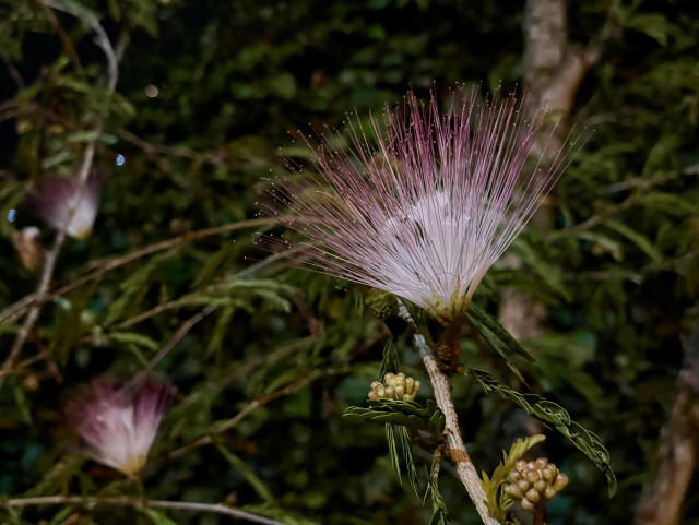 A close-up of a pink and white flower with long, delicate stamens, surrounded by green leaves. The background is blurred with hints of other flowers and foliage.