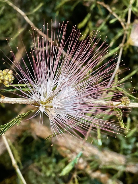 A close-up of a pink and white flower with long, slender filaments extending outward, set against a blurred green background. The flower exhibits delicate textures and a radial pattern, resembling an explosion of color.