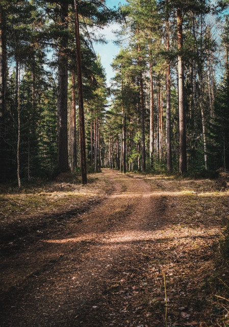 A wide dirt forest path stretches straight into the distance between tall pine trees. Dappled sunlight breaks through the canopy, casting warm patches of light across the needle-covered ground. The trunks frame the path symmetrically, creating a strong sense of depth and perspective. A pale blue sky is just visible through the treetops. The scene is peaceful and inviting.