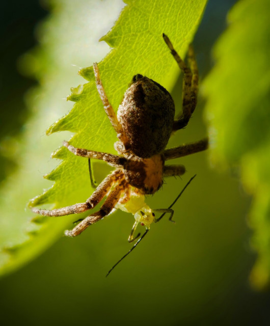 A macro photo of a spider that has just caught it's prey on a green leaf.