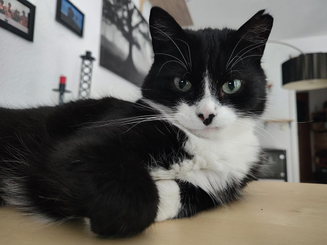 Kater Phips liegt mit leicht angezogenen Mundwinkel auf einem Regal mit Birkenholz Furnier
Die Vorderpfoten sind verschränkt