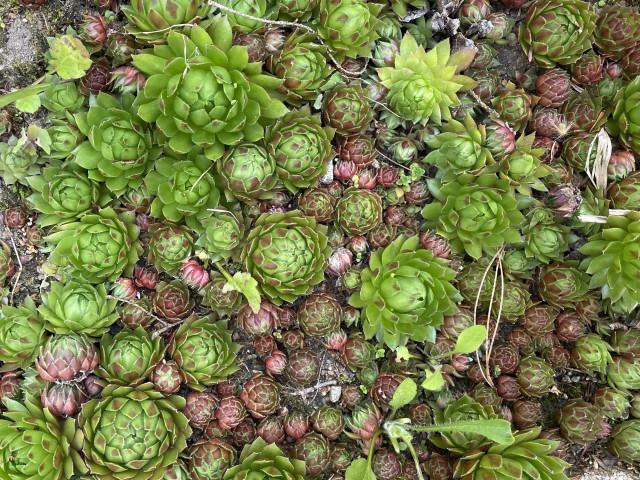 Looking down on a patch of Hens and Chicks, a plant that is considered a succulent. The plant is a combination of larger green rosettes with a center that unfolds creating more layers. They are surrounded by smaller rosettes, that resemble Brussels sprouts. At this time of the year, most of the individual plants are tinged with pale red, signifying spring growth.