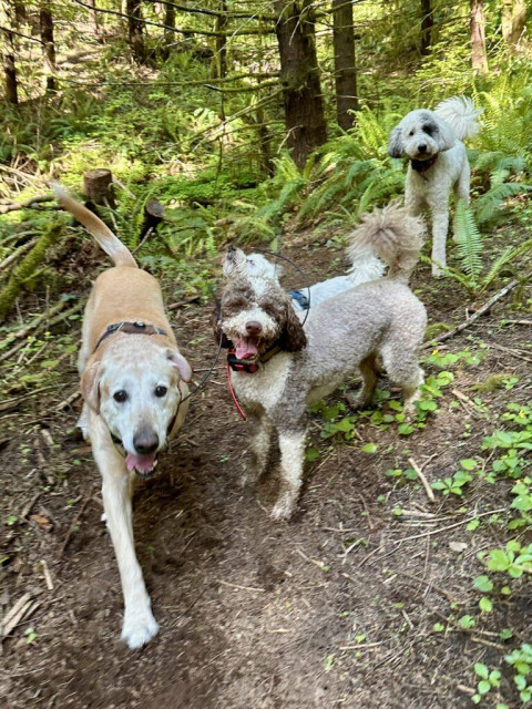 Four smiling dogs hike downhill between many ferns and trees.