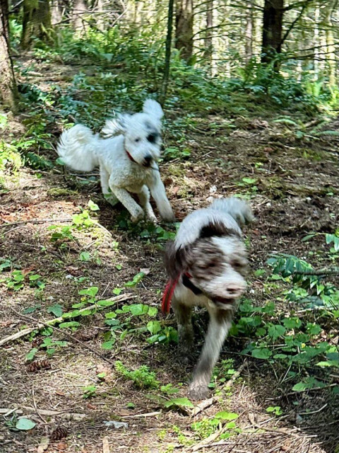 Two curly haired dogs race downhill through the forest.