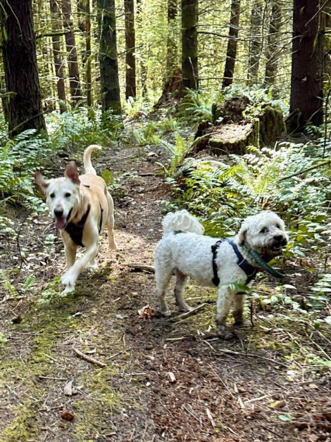 On a footpath through the forest, one dog stands and smiles while another happy dog runs past.