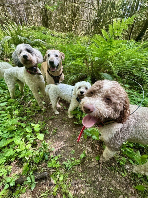 Four smiling dogs stand close together amid tall wild vegetation in the woods.