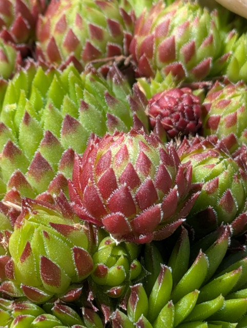 a small succulent plant with many buds in colors of green and red