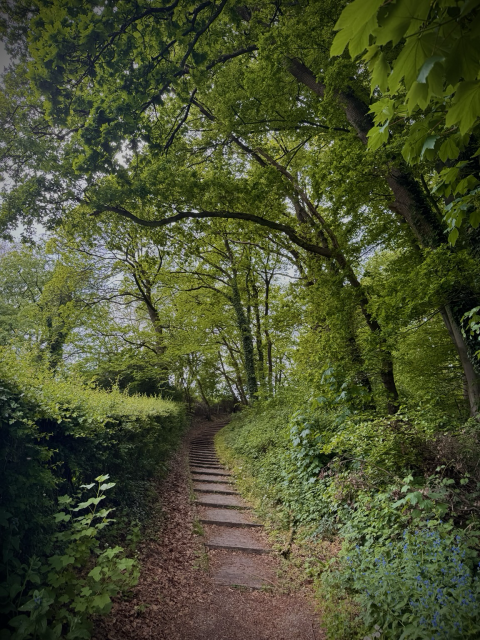 Photograph of stairs in a forest, bending up and off to the right.