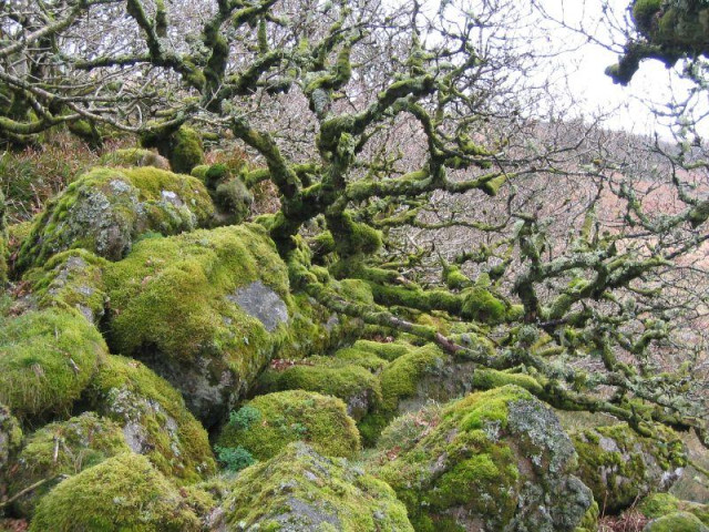 A photo of Wistman's Woods in winter, showing moss-covered rocks and twisting moss-covered tree branches.