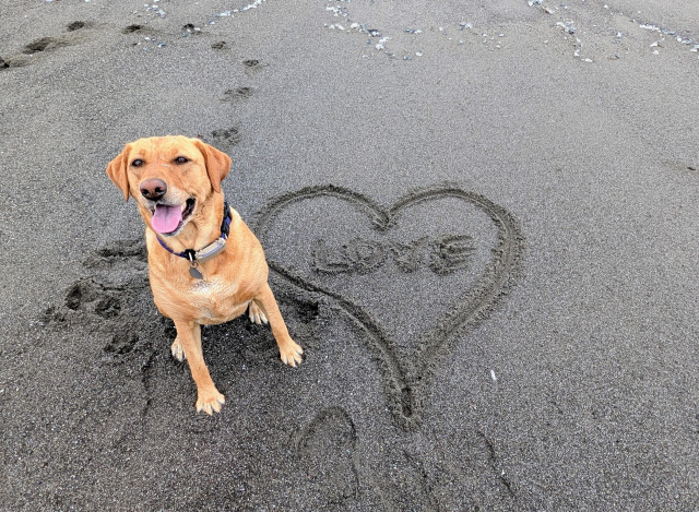 Golden lab is sitting on the beach next to love in a heart written in the sand.