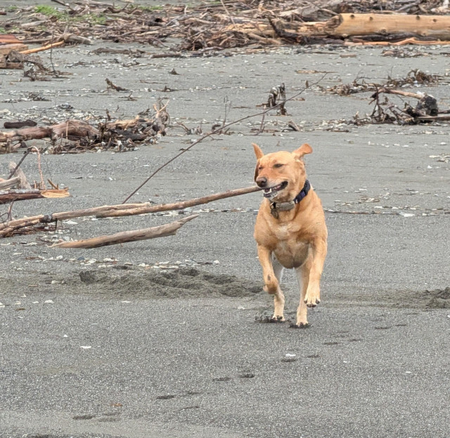 Golden lab is running on the beach with a stick in her mouth. She found the perfect stick for sand writing. 