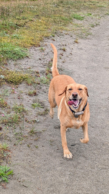 Golden lab is walking on the trail happily on her way to the beach. 