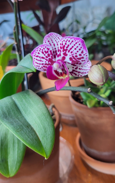 Mini phalaenopsis orchid flower of white, purple, and a touch of yellow.