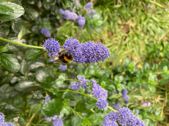 Blue blobs of ceanothus flowers with yellow tips are being visited by a garden bumble bee with a large bright yellow pollen basket on its hind leg.