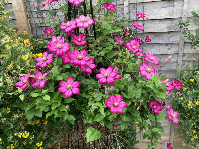 A carmine red climbing clematis Ville de Lyon in abundant flower up a black metal frame against a garden fence. Yellow flowering genista plants either side are just coming to the end of their blooms. 