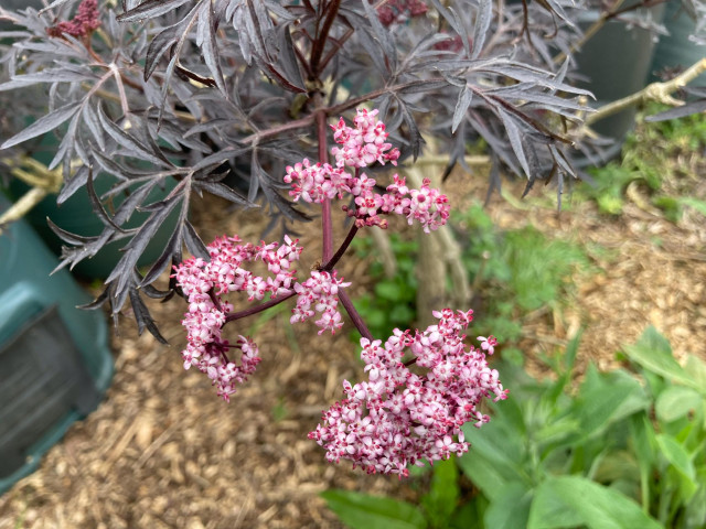 Pink and white delicate elderberry flower clusters at the end of whispy grey leaved stems of a sambucus nigra. Comfrey leaves are growing up through wood chip at its feet.