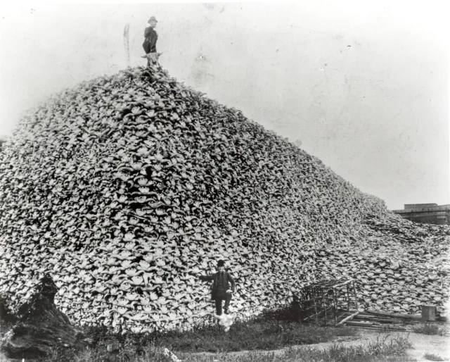 Man stands on a huge pile of bison skulls and bones