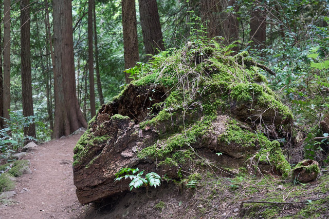 This image shows the base of a tree on the edge of a trail. The tree has fallen over, and the piece that's left bears a striking resemblance to the head of a dragon...
