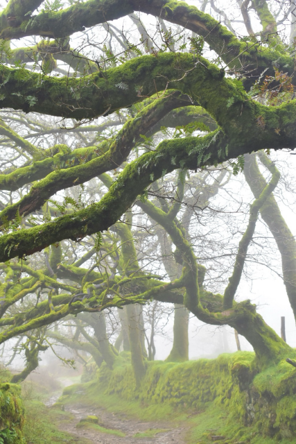 Green mossy oaks overhang a footpath in mist.