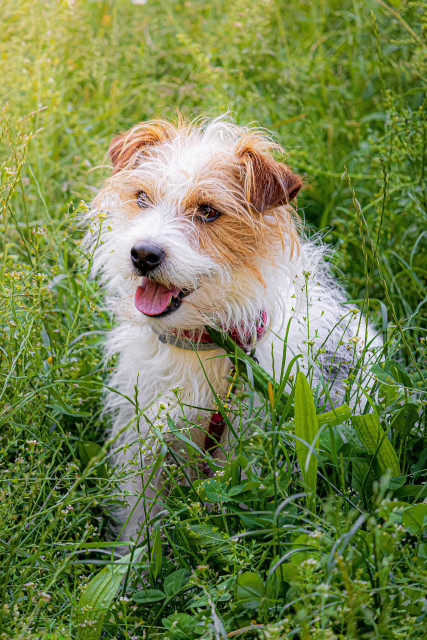 A photo of Funky, a wiry long-haired Jack Russell terrier. He is sitting in tall grass, 3/4 profile. His tongue is hanging out and he is very cute