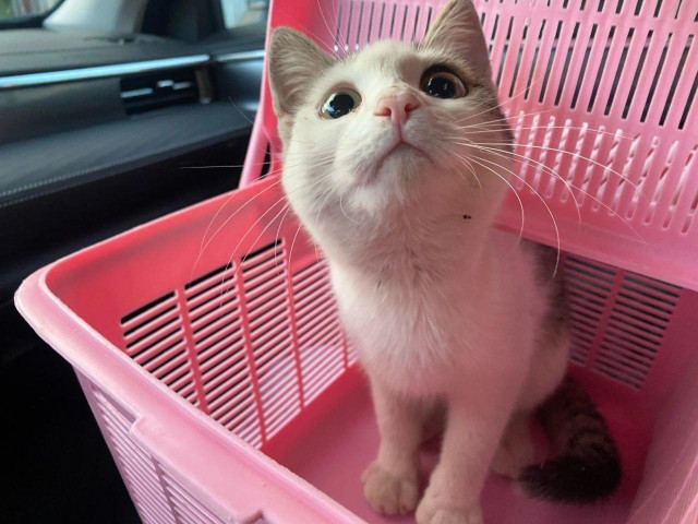 A small white cat with gray markings and huge round eyes sits in an open pink plastic carrier inside a car. The cat looks up with a curious, hopeful expression. Its tabby tail is curled around its feet and its pink nose and long whiskers catch the light.