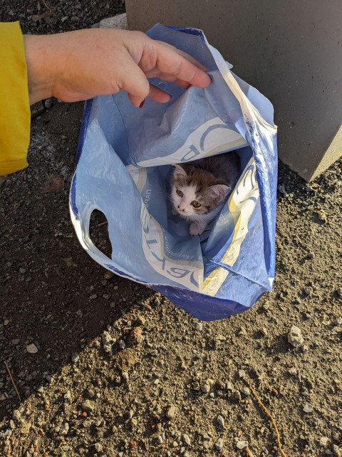A hand in a yellow sleeve pulls open a blue plastic shopping bag on gravel. Inside, a tiny gray and white kitten looks up with wide eyes. The kitten's small paw rests on the bag as sunlight hits the dirt and rocks around it.