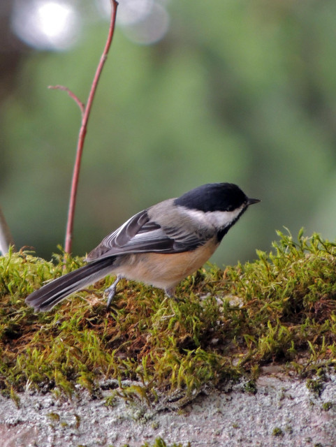 A black capped chickadee walks forward on a moss laden tree.