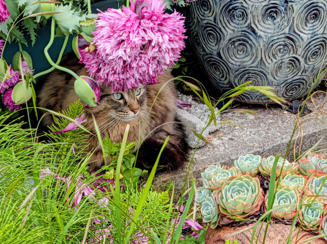 Tabby cat is hiding in the garden under a pink flower and next to green succulents. There is a blue ceramic pot with a circle design on the outside next to him.