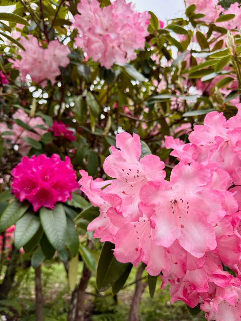 Bright rhododendron blossoms, pale pink and fuchsia, among an array of shiny green leaves.