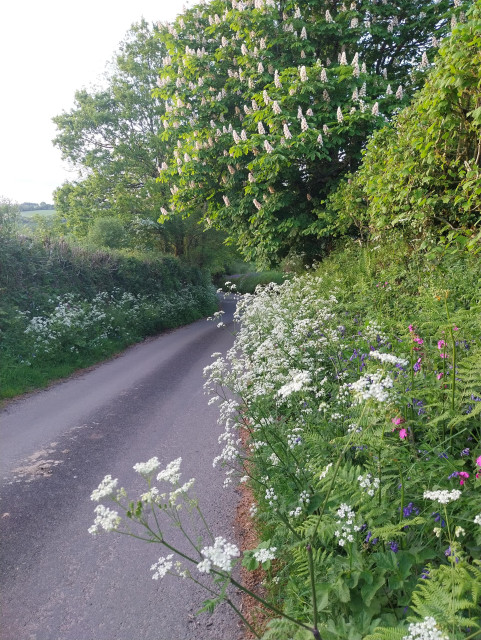 The verge of narrow Cornish lane thick with cow parsley, bluebells, and campion. A large flowering horse chestnut is overhead
