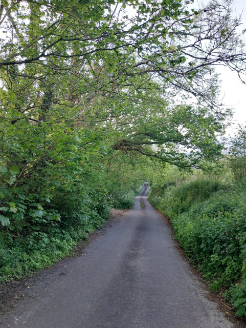 A narrow Cornish lane with twisted branches of overhanging oaks