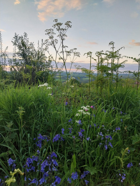 Bluebells, ferns and cow parsley on a green Cornish hedge, beyond are rolling green fields