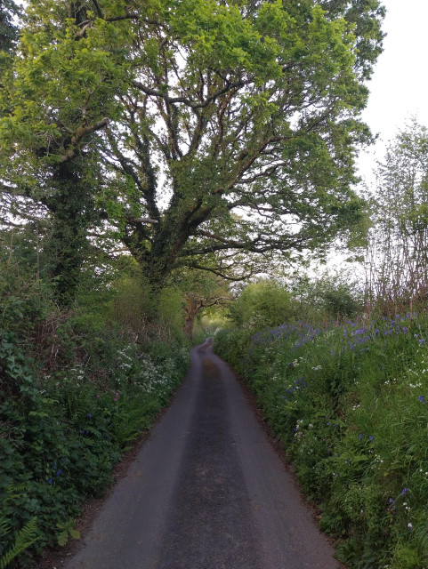 A narrow Cornish lane banked by high green hedges filled with cow parsley, bluebells, campions and ferns