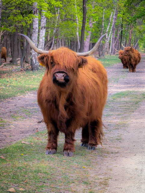 A group of Highland cattle on a dirt path within a wooded area. The focus is on a single, majestic cow with a thick, shaggy coat, standing front and center, looking directly at the camera. 

The cow is standing on a dirt and gravel trail that stretches into the distance. Other Highland cattle are visible further down the path.