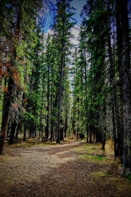 Photo taken the afternoon of May 5th, 2026, shows a serene dirt path winding through a dense forest of tall, mature trees and relatively sparse underbrush. 
This the quiet natural environment of Griffith Woods Park in Calgary Alberta. 